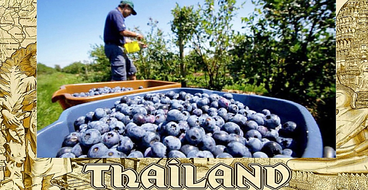 Meer dan meer dan 1.000 Thaise plukkers hebben de koffers klaar staan om in Zweden of Finland bessen te gaan plukken
