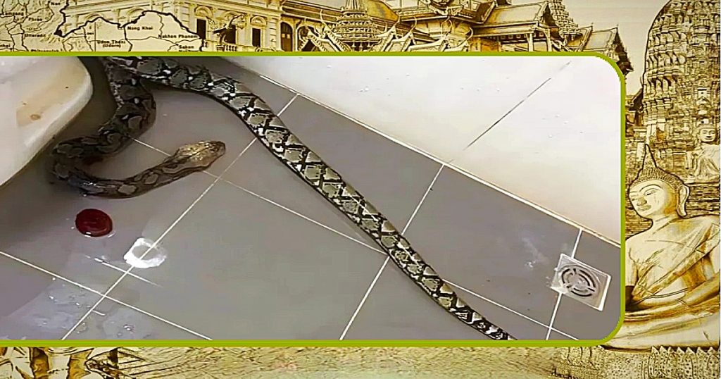 Man vecht met een grote slang in zijn badkamer in het centraal gelegen Thailand 