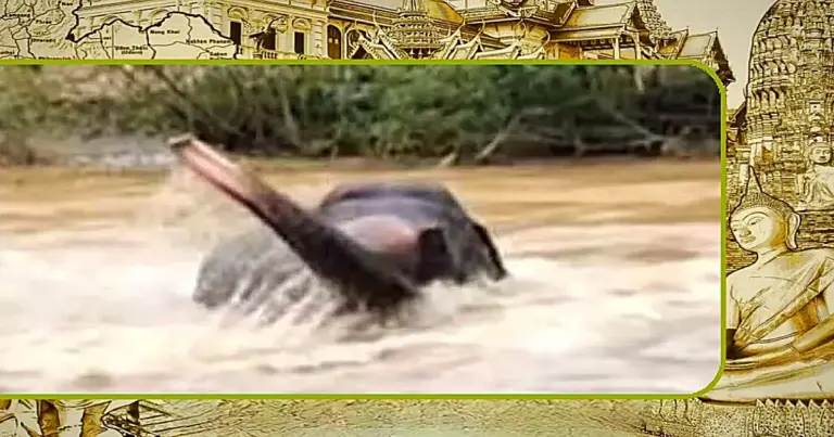 🎥 | Babyolifant huilt terwijl moeder wordt meegesleurd door overstromingen in Noord-Thailand 