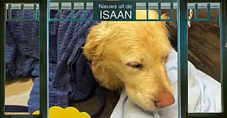 🎥 | Golden retriever uit een overstroomde dam in Udon Thani gered