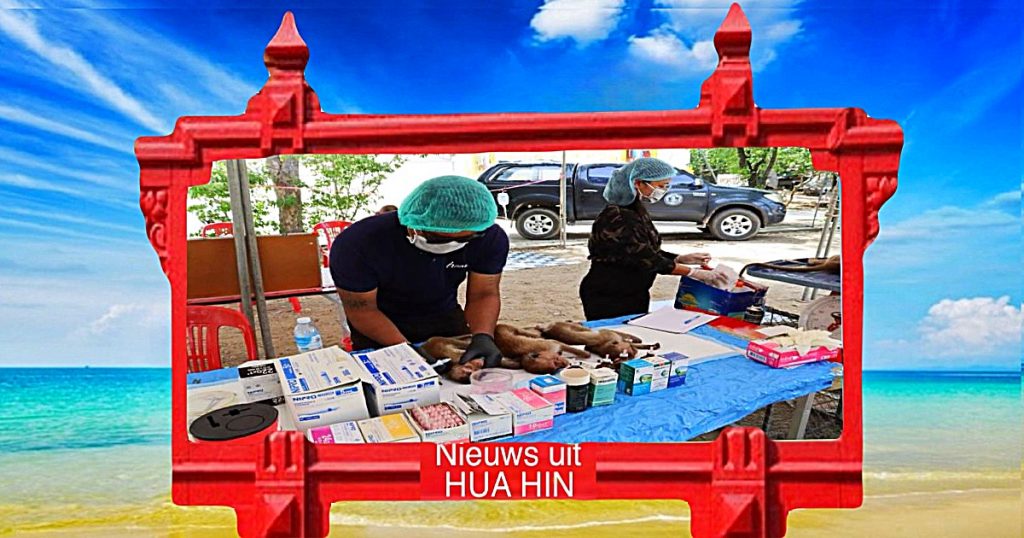De badplaats Hua Hin gaat gestaag verder met het apen-sterilisatieproject