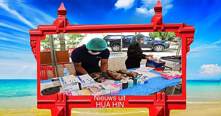 De badplaats Hua Hin gaat gestaag verder met het apen-sterilisatieproject