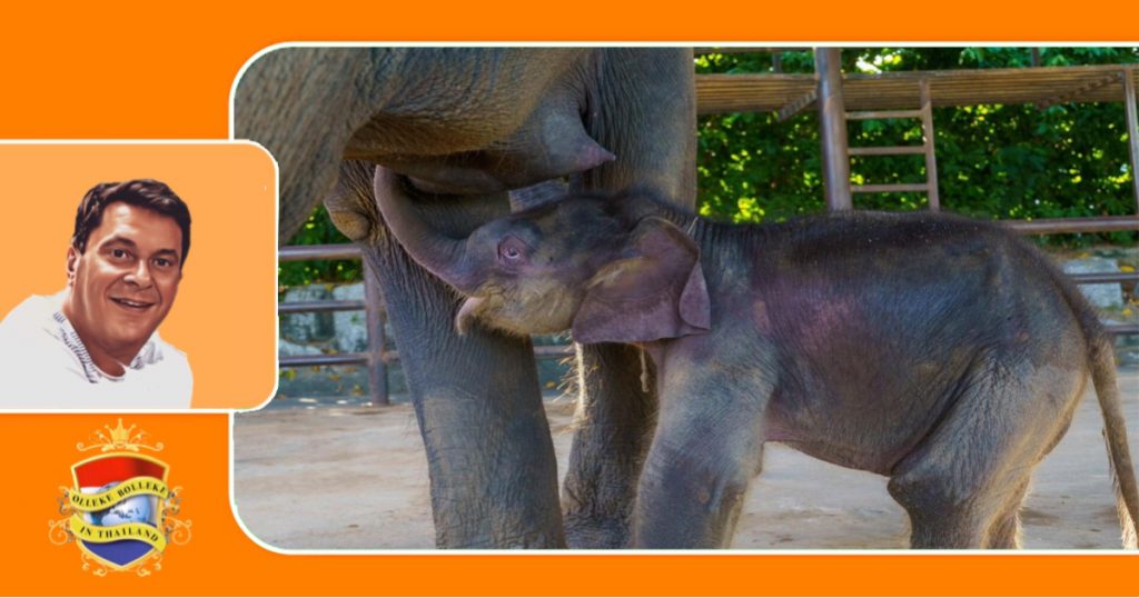 Nong Nooch Garden in Oost-Thailand vierde de geboorte van een zesde olifantenbaby tot nu toe in dit jaar