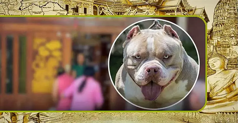 🎥 | Thaise jongeman in Centraal-Thailand door de bulldogs van zijn broer gedood
