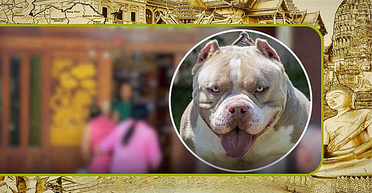 🎥 | Thaise jongeman in Centraal-Thailand door de bulldogs van zijn broer gedood