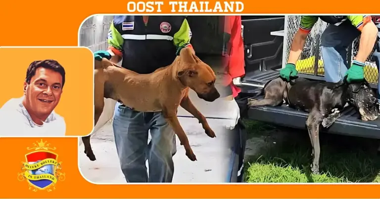 Weggelopen agressieve honden veroorzaken paniek onder bewoners in Oost-Thailand 