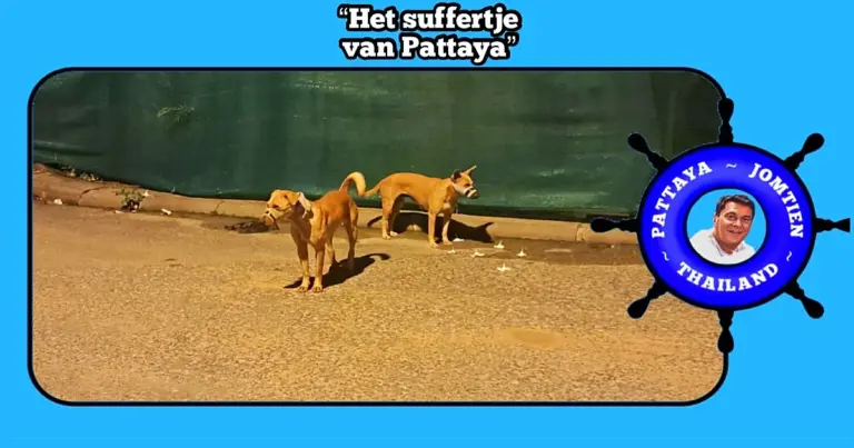 Honden in Pattaya met een afgeplakte bek en waterflessen om hun nek, leidt tot woede van dierenactivisten