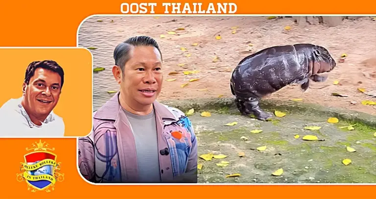 Directeur van dierentuin in Oost-Thailand beloofd juridische vervolging tegen bezoekers die het populaire baby spring nijlpaardje lastigvallen