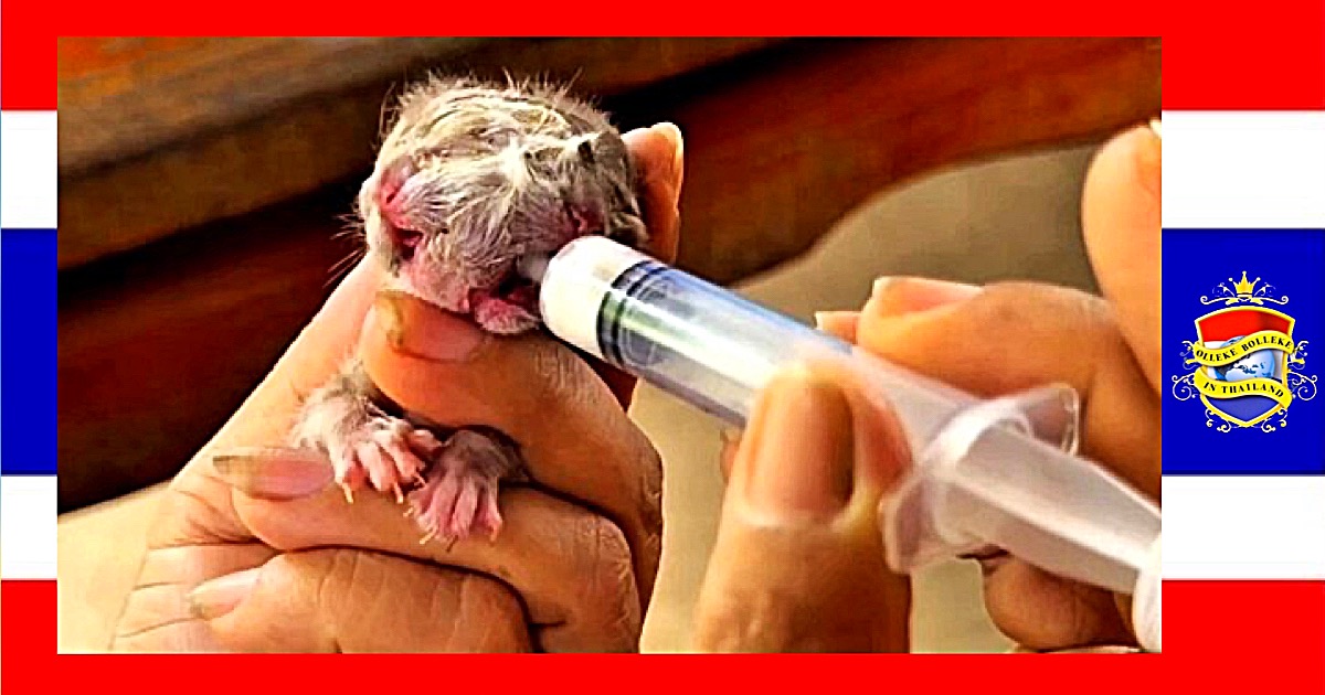 Tweekoppig katje in Noord-Thailand zorgt voor loterij-gekte onder de lokale bewoners