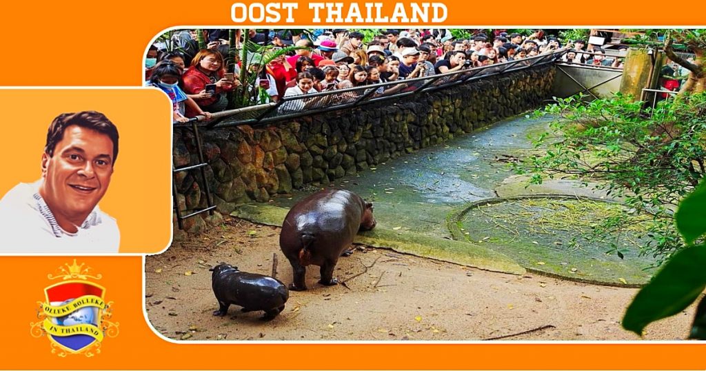 Moo Deng, het baby-dwergnijlpaard is Oost-Thailand is zo populair dat de bevolking haar maar 5 minuten mag bezoeken