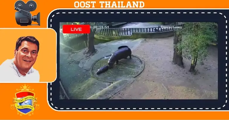🎥 | De Khao Kheow Open Zoo in Oost-Thailand herstelt om 24-uurs live-camera om belangstellenden naar het dwerg nijlpqard “Moo Deng” te kijken
