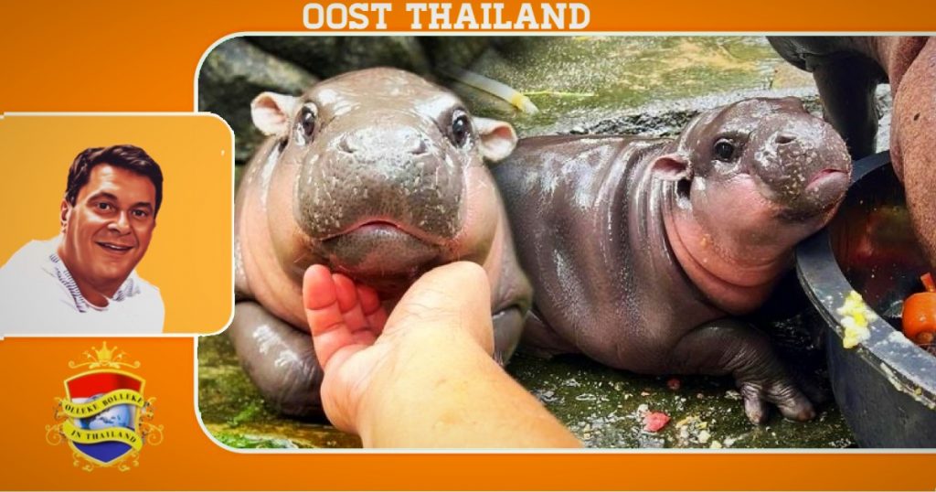 UPDATE | De livestream van het babynijlpaard “Moo Deng” van de Khao Kheow Zoo in Oost-Thailand brengt 12 miljoen baht op