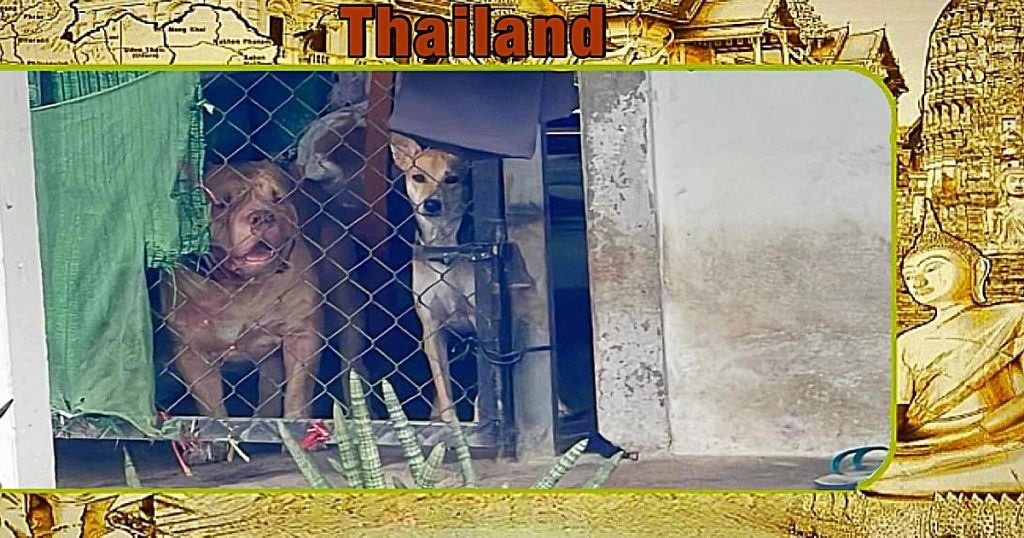 In Centraal-Thailand ontsnapt een Amerikaanse Pit Bull uit zijn kooi en doodt en Thaise vrouw op straat