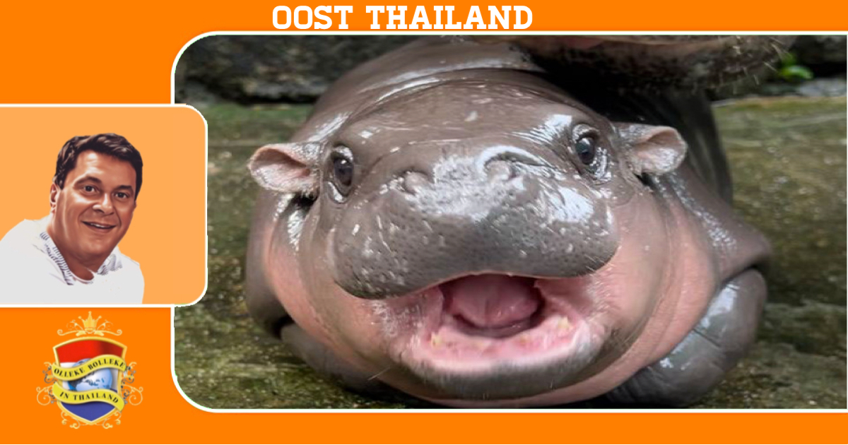 🎥 | “Moo Deng”, het baby nijlpaardje uit Oost-Thailand, trekt wereldwijde aandacht om zijn capriolen‼️
