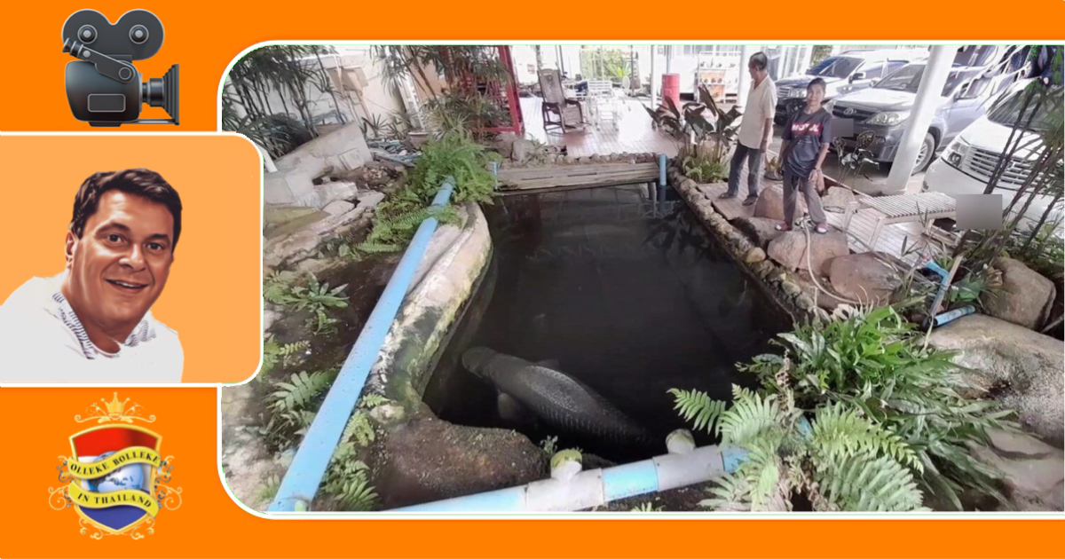 🎥 | Tieners slachtte de geliefde Amazone slangekopvis van een eigenaar van een LPG-tankstation in Oost-Thailand 