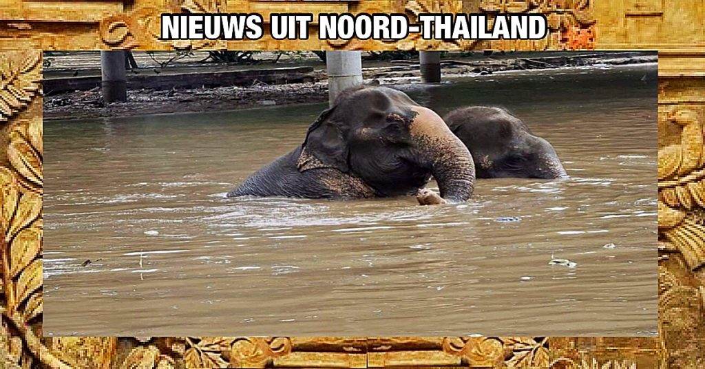 🎥 UPDATE | Olifanten verdwalen in paniek tijdens de overstromingsramp in Noord-Thailand 