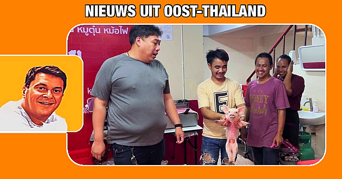 Speenvarken wilt niet aan het spit en rent over de weg in Oost-Thailand en zoek naar veiliger oorden