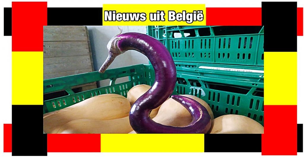 Bioboeren in België oogsten Thaise aubergine in de vorm van een zwaan: “Altijd leuk om een specialleke te vinden”