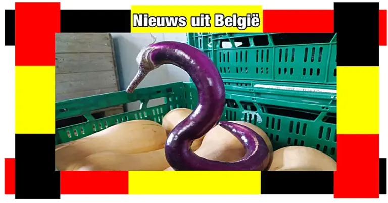 Bioboeren in België oogsten Thaise aubergine in de vorm van een zwaan: “Altijd leuk om een specialleke te vinden”