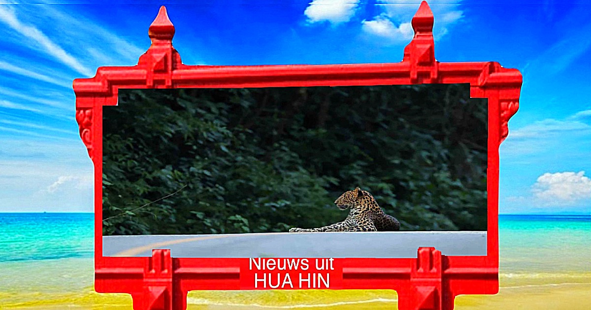 Prachtig luipaard in Centraal-Thailand gespot, een toerist wist het voor zijn lens te krijgen
