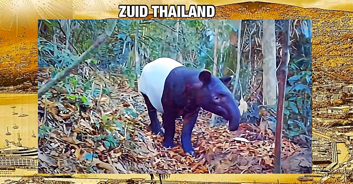 Zeldzame Maleise tapir gespot nabij de grens tussen Thailand en Maleisië