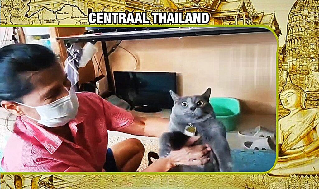 🎥 | Twee katten spurten in Centraal-Thailand door de huiskamer om de bewoners op ongewenst bezoek te alarmeren