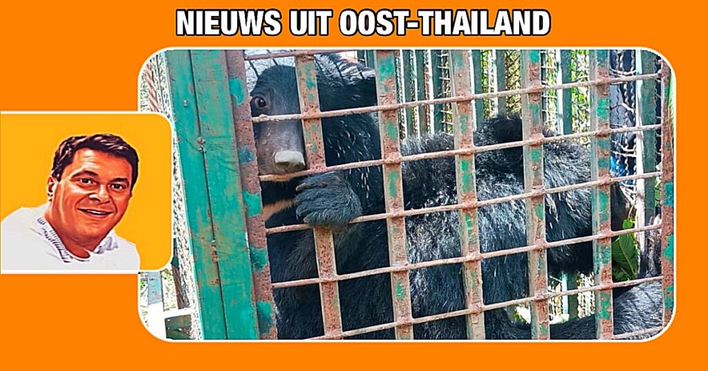 Dorpshoofd in Oost-Thailand ving een rondscharrelde zwarte beer en haar welp op, om zijn dorpsgenoten te beschermen