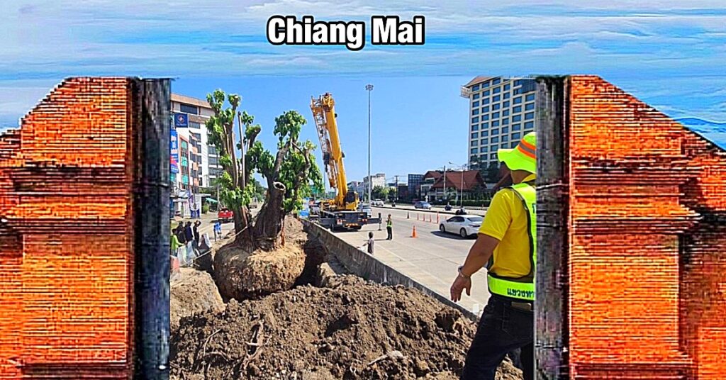 Eeuwenoude vijgenboom in Chiang Mai verplaatst vanwege meningsverschillen onder de bevolking 