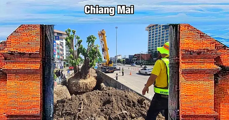 Eeuwenoude vijgenboom in Chiang Mai verplaatst vanwege meningsverschillen onder de bevolking 