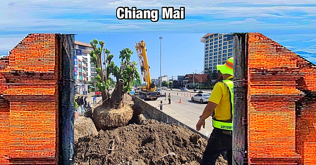 Eeuwenoude vijgenboom in Chiang Mai verplaatst vanwege meningsverschillen onder de bevolking 