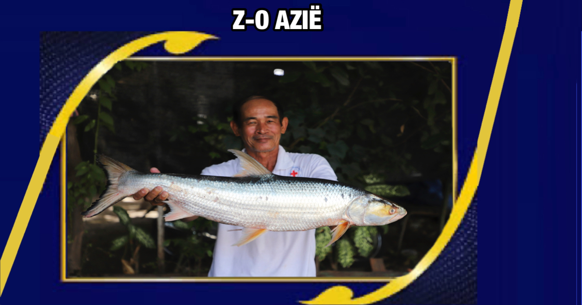 In Cambodja is de spookvis uit de Mekong-rivier’ herontdekt na bijna twintig jaar verdwenen te zijn
