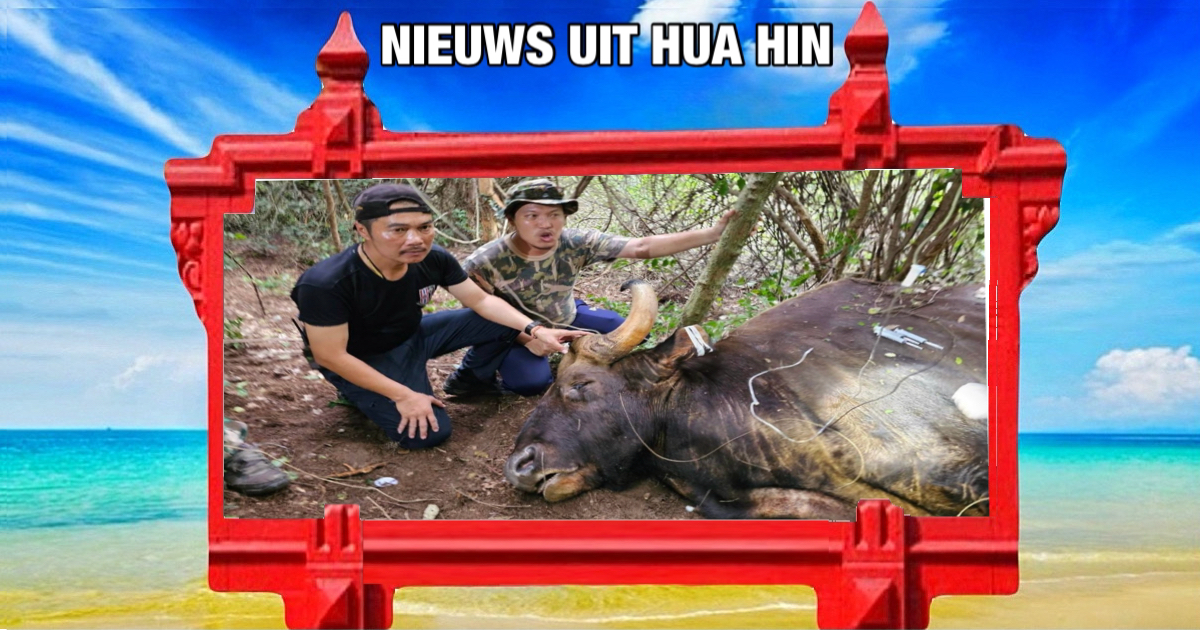 Veterinair team redt een gewonde gaur in het centraal van Thailand gelegen “Kui Buri National Park”