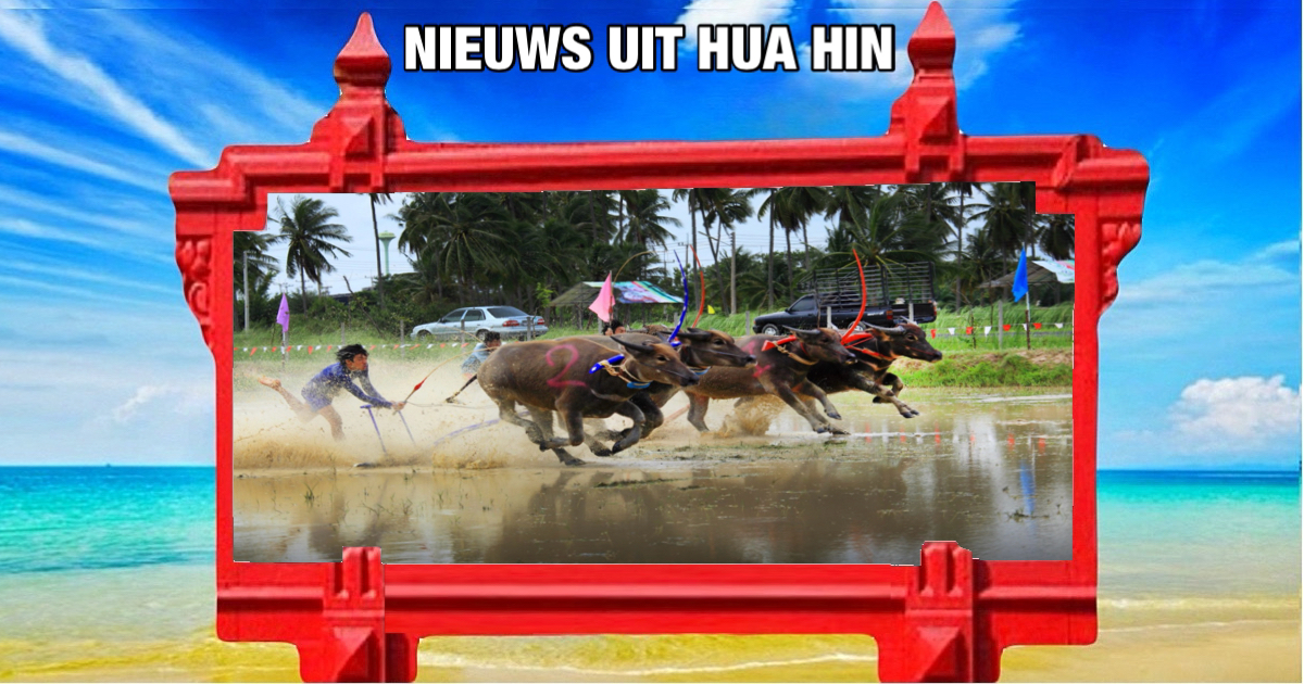 Phetchaburi stelt richtlijnen op voor gokken bij buffelrace-evenementen