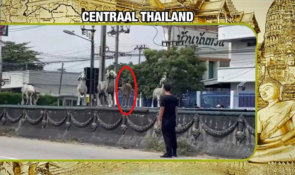 Ontsnapt hert waant zich veilig tussen dierenbeelden op een vluchtheuvel in Centraal-Thailand 