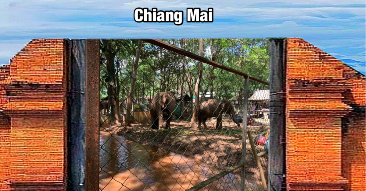 Roep om hulp van de olifantenopvangcentra in het noorden van Thailand | meer dan 300 dieren verhongeren na verwoestende overstromingen!