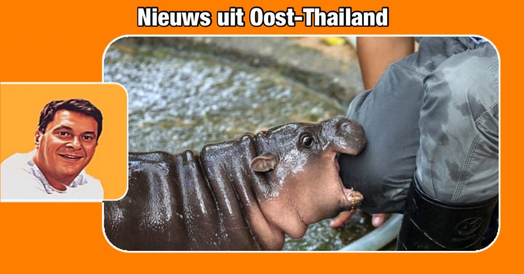 Amerikaanse vrouw vliegt 18 uur om beroemde nijlpaard ‘Moo Deng’ in Oost-Thailand te zien
