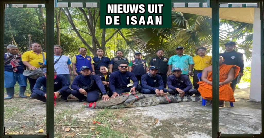 In Noordoost-Thailand is een uit de Kalayanabhiram-tempel in Kalasin ontsnapte krokodil gevangen 