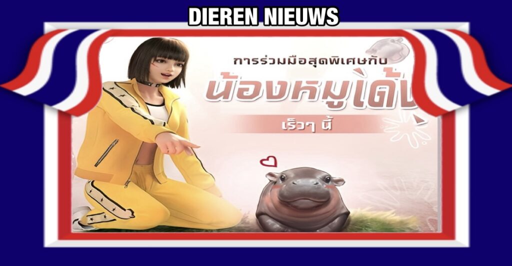 Moo Deng, het beroemde dwergnijlpaard uit Thailand, zal in een online game de hoofdrol gaan krijgen
