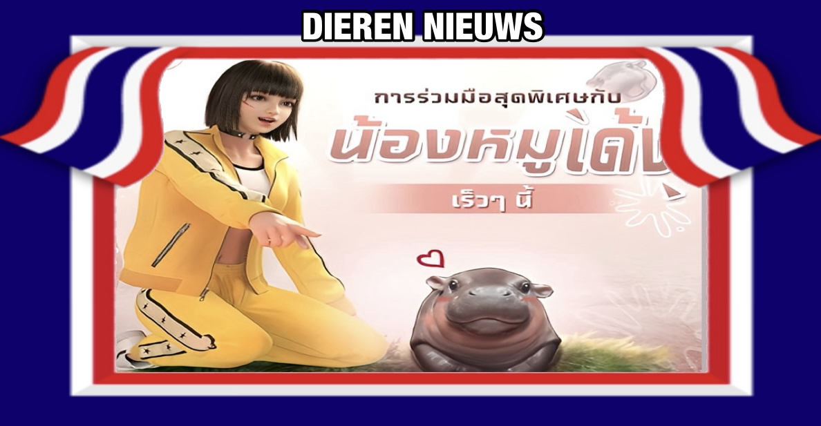 Moo Deng, het beroemde dwergnijlpaard uit Thailand, zal in een online game de hoofdrol gaan krijgen
