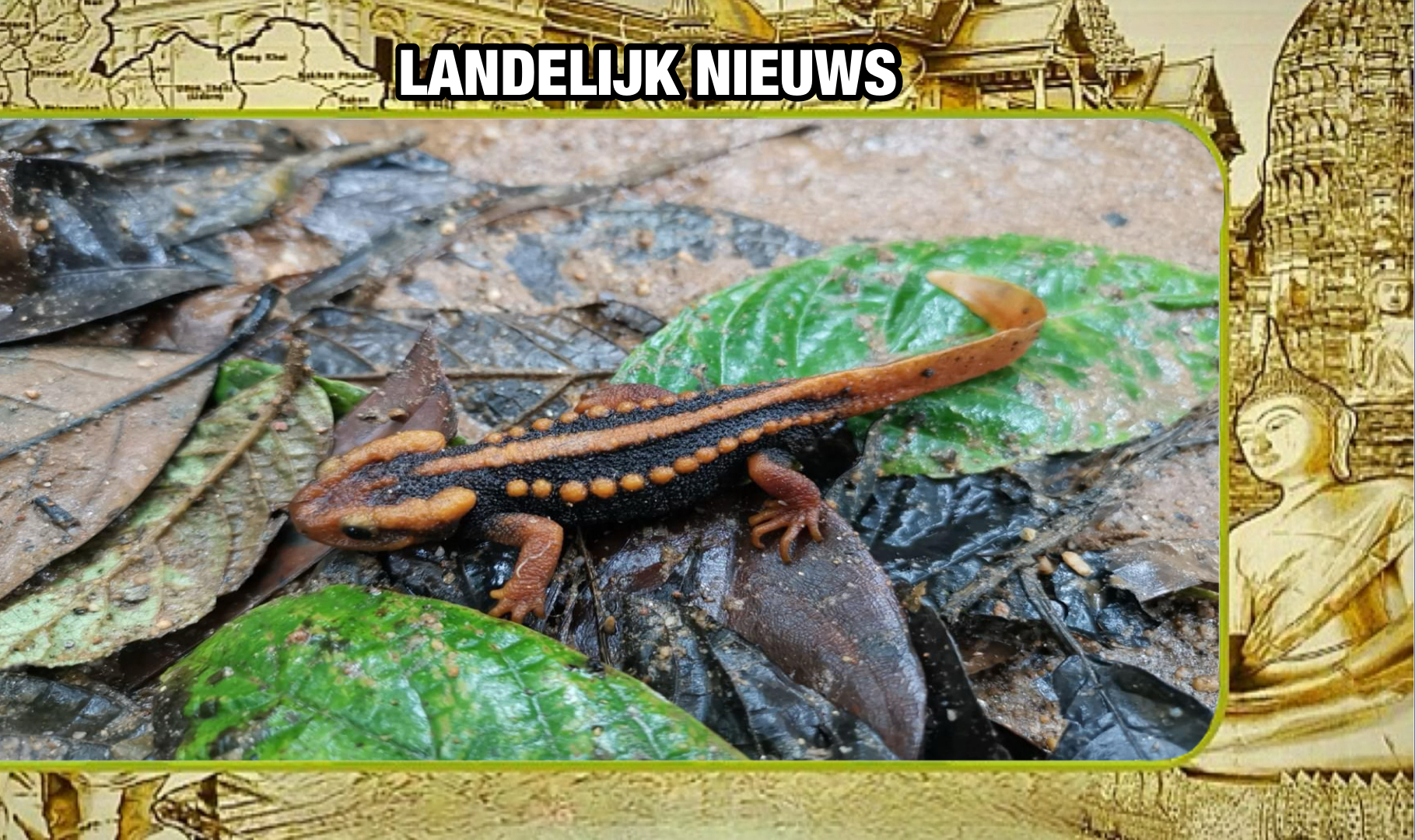 In het noorden van Thailand is een nieuw soort krokodillen-salamander ontdekt