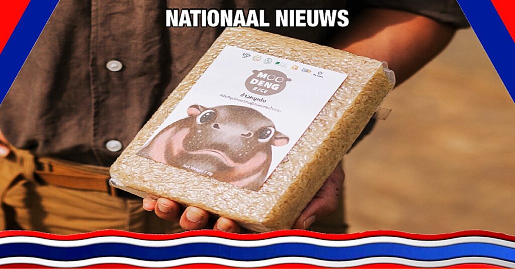 Moo Deng, het dwergnijlpaard uit Oost-Thailand is voor vele Thaise gezinnen de ‘redder in nood’❗️