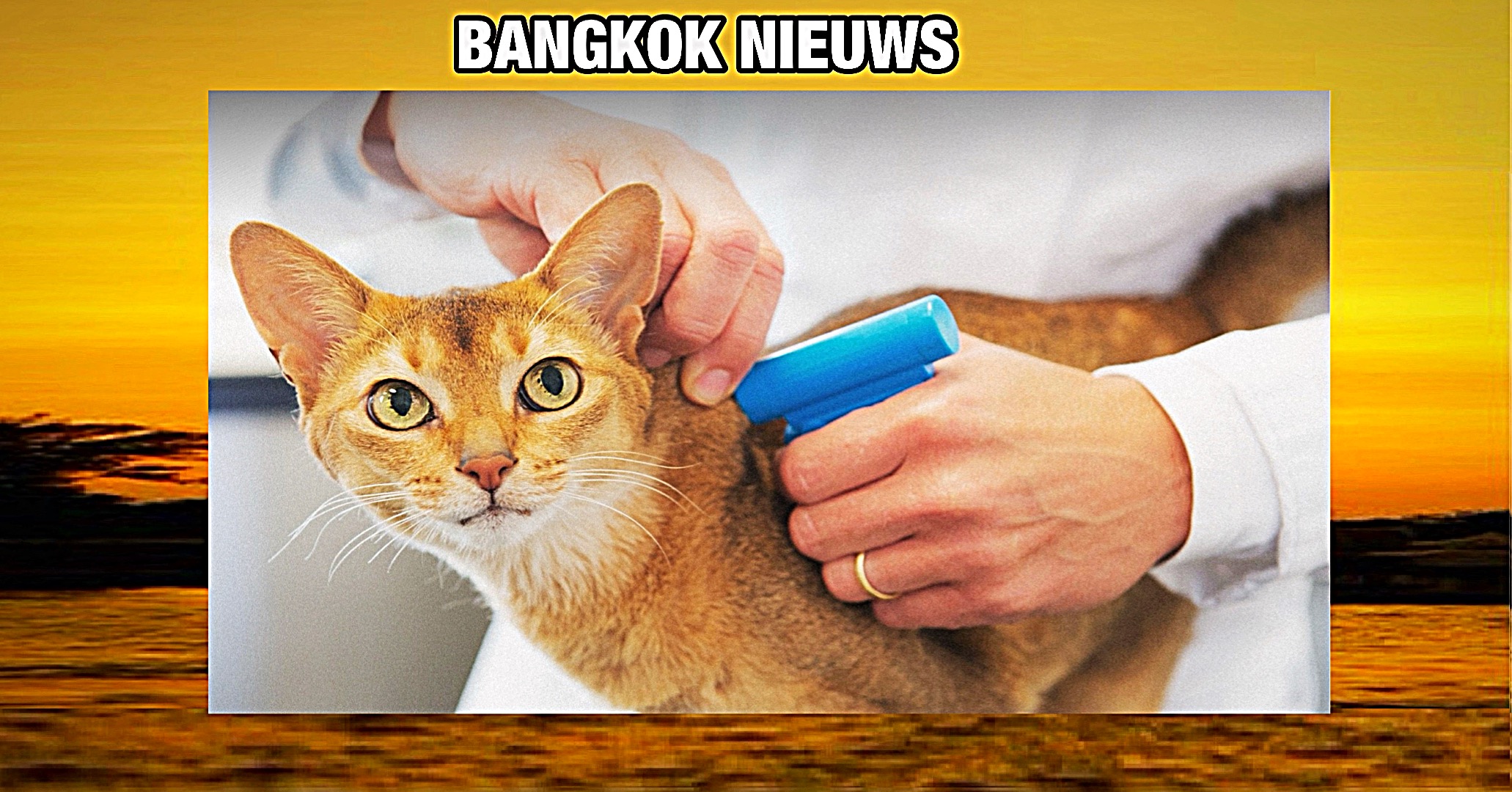 De hoofdstad van Thailand, Bangkok gaat een chipplicht voor honden en katten invoeren!