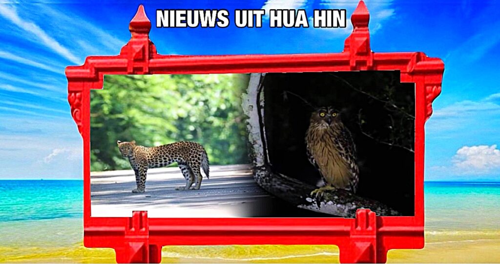 Luipaarden en Maleise uilen gespot bij Kaeng Krachan, wat de rijkdom van het UNESCO-werelderfgoed laat zien