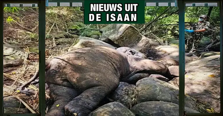 Wilde olifant in Noordoost-Thailand gedood, autoriteiten starten een grootscheeps onderzoeken na het vinden van een valstrik