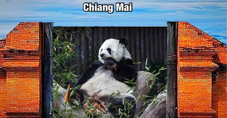 Thailand’s minister van milieu inspecteert de voorbereidingen van de dierentuin van Chiang Mai voor twee nieuwe panda’s