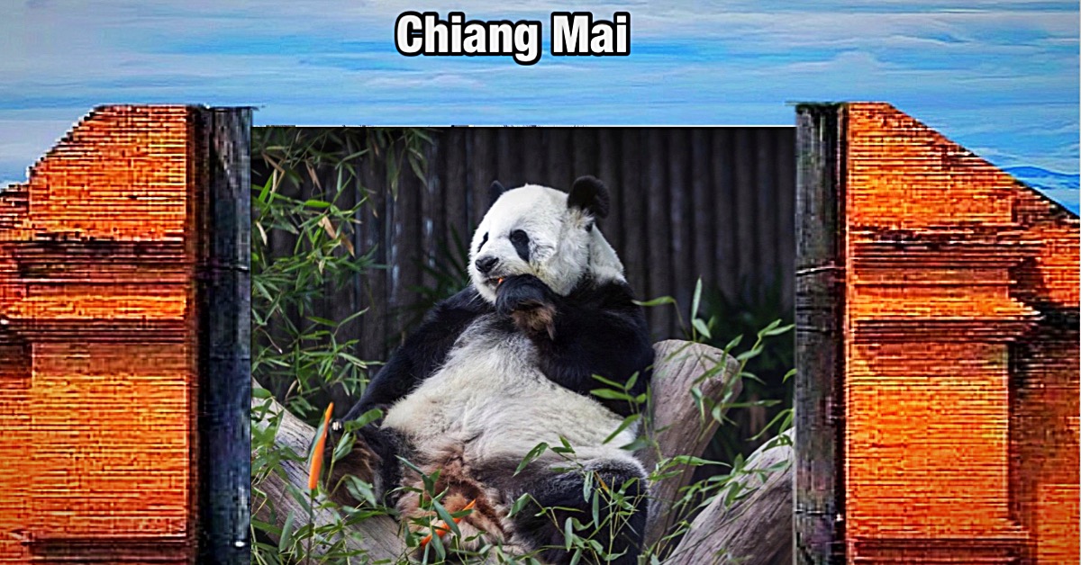 Thailand’s minister van milieu inspecteert de voorbereidingen van de dierentuin van Chiang Mai voor twee nieuwe panda’s