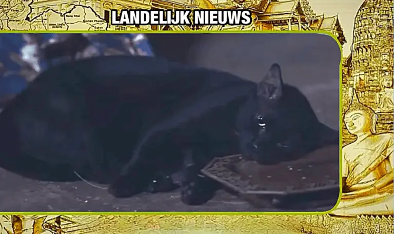 Wrede dierenmishandeling in een Thaise historische film schokt het publiek, regisseur stelt fans gerust over het welzijn van de kat
