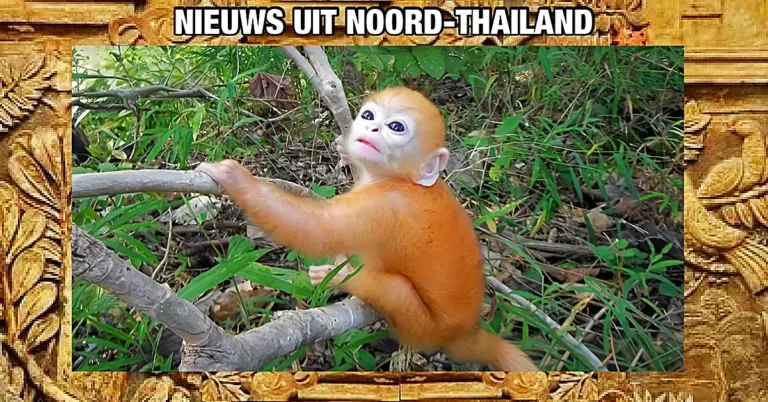 Deze schattige baby-langoer verovert online de harten van velen in Thailand