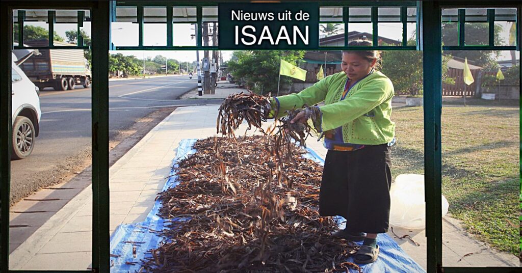 Een ontworming succes in Noordoost-Thailand, het hele dorp in de Isaan profiteert van hun regenworm imperium