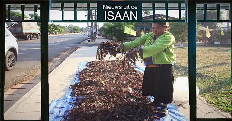 Een ontworming succes in Noordoost-Thailand, het hele dorp in de Isaan profiteert van hun regenworm imperium